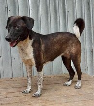LISBETH, Hund, Mischlingshund in Rumänien - Bild 1