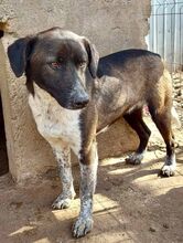 LISBETH, Hund, Mischlingshund in Rumänien - Bild 10