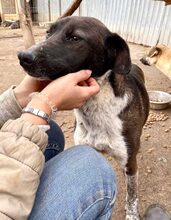 LISBETH, Hund, Mischlingshund in Rumänien - Bild 14