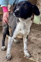 LISBETH, Hund, Mischlingshund in Rumänien - Bild 16