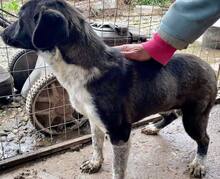 LISBETH, Hund, Mischlingshund in Rumänien - Bild 22