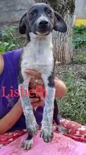 LISBETH, Hund, Mischlingshund in Rumänien - Bild 25