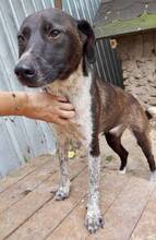 LISBETH, Hund, Mischlingshund in Rumänien - Bild 28