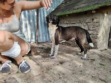 LISBETH, Hund, Mischlingshund in Rumänien - Bild 29