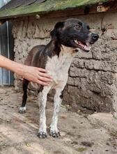 LISBETH, Hund, Mischlingshund in Rumänien - Bild 31