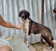 LISBETH, Hund, Mischlingshund in Rumänien - Bild 32