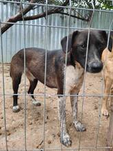 LISBETH, Hund, Mischlingshund in Rumänien - Bild 33