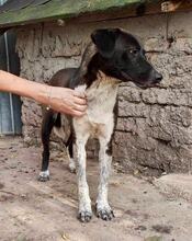 LISBETH, Hund, Mischlingshund in Rumänien - Bild 34