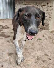 LISBETH, Hund, Mischlingshund in Rumänien - Bild 36