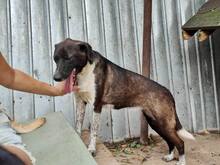 LISBETH, Hund, Mischlingshund in Rumänien - Bild 37