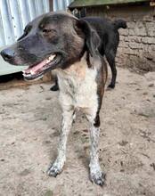 LISBETH, Hund, Mischlingshund in Rumänien - Bild 38