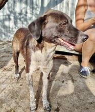 LISBETH, Hund, Mischlingshund in Rumänien - Bild 39