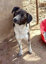 LISBETH, Hund, Mischlingshund in Rumänien - Bild 4