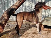 LISBETH, Hund, Mischlingshund in Rumänien - Bild 41