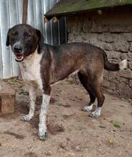 LISBETH, Hund, Mischlingshund in Rumänien - Bild 43