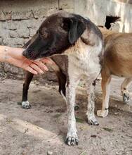LISBETH, Hund, Mischlingshund in Rumänien - Bild 44