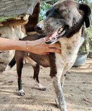 LISBETH, Hund, Mischlingshund in Rumänien - Bild 45