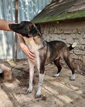 LISBETH, Hund, Mischlingshund in Rumänien - Bild 47