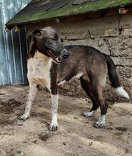 LISBETH, Hund, Mischlingshund in Rumänien - Bild 48