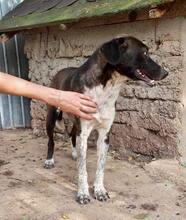 LISBETH, Hund, Mischlingshund in Rumänien - Bild 49