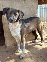 LISBETH, Hund, Mischlingshund in Rumänien - Bild 5