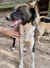 LISBETH, Hund, Mischlingshund in Rumänien - Bild 50