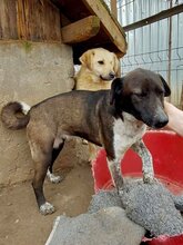 LISBETH, Hund, Mischlingshund in Rumänien - Bild 6