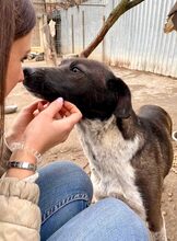 LISBETH, Hund, Mischlingshund in Rumänien - Bild 7