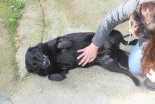ZOE, Hund, Mischlingshund in Italien - Bild 3