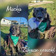 MISCHA, Hund, Mischlingshund in Rumänien - Bild 3