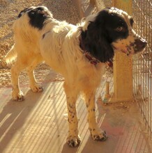 LORIS, Hund, English Springer Spaniel in Zypern - Bild 3