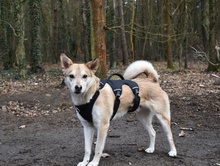MALOU, Hund, Mischlingshund in Berlin - Bild 1