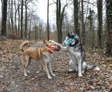 MALOU, Hund, Mischlingshund in Berlin - Bild 13