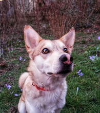 MALOU, Hund, Mischlingshund in Berlin - Bild 2