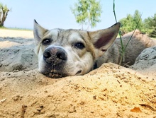 MALOU, Hund, Mischlingshund in Berlin - Bild 6