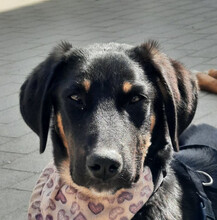 YOSHI, Hund, Mischlingshund in Nieblum - Bild 1