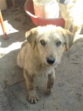 BETTY, Hund, Mischlingshund in Rumänien - Bild 10