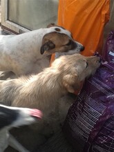 BETTY, Hund, Mischlingshund in Rumänien - Bild 11