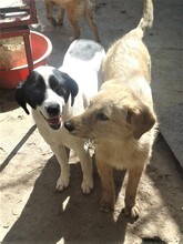 BETTY, Hund, Mischlingshund in Rumänien - Bild 12