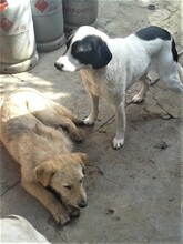 BETTY, Hund, Mischlingshund in Rumänien - Bild 13