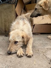 BETTY, Hund, Mischlingshund in Rumänien - Bild 14