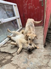 BETTY, Hund, Mischlingshund in Rumänien - Bild 16