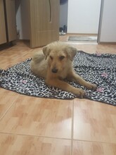 BETTY, Hund, Mischlingshund in Rumänien - Bild 19