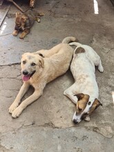 BETTY, Hund, Mischlingshund in Rumänien - Bild 2