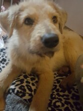 BETTY, Hund, Mischlingshund in Rumänien - Bild 21