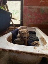 BETTY, Hund, Mischlingshund in Rumänien - Bild 26