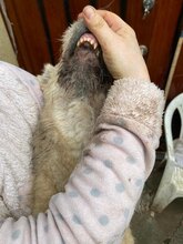 BETTY, Hund, Mischlingshund in Rumänien - Bild 28