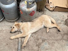 BETTY, Hund, Mischlingshund in Rumänien - Bild 29