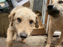 BETTY, Hund, Mischlingshund in Rumänien - Bild 30