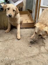 BETTY, Hund, Mischlingshund in Rumänien - Bild 31